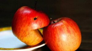 हिमाचल में सेब के दाम गिरे: प्रति पेटी 600 रुपए तक की गिरावट, बाहरी राज्यों में भेजने के लिए नहीं मिल रहे ट्रक