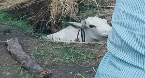 बेजुबानों की ”जान” से चल रहा ”उनकी मदद” का धंधा, क्षेत्रों में बना रखे वालंटियर… NGO से लेते कमीशन, जानें जमीनी हकीकत