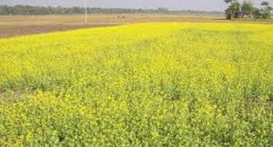 सरसों के लहलहाते खेतों के बीच शुरू हुई गेहूं की बुआई