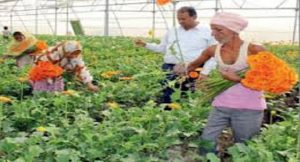 मीरजापुर में पाॅली हाउस से  जानिए किन-किन प्रजातियों ​के मिल सकेंगे पौधे