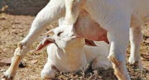 डेंगू के प्रकोप से बढ़े बकरियों के दूध की कीमत, 200 रुपये में रहा दूध