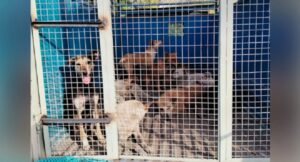 मेरठ: कुत्तों की नसबंदी के लिए नगर निगम ने शुरू किया अभियान