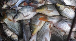 मीठे पानी की मछलियों को बचाने की जंग शुरू! अंतरराष्ट्रीय परजीवी विज्ञानी और लखनऊ विश्वविद्यालय मिलकर करेंगे अध्ययन