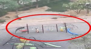 नोएडा की पॉश सोसायटी में आवारा कुत्तों ने किया हमला, जान बचाकर भागी महिला