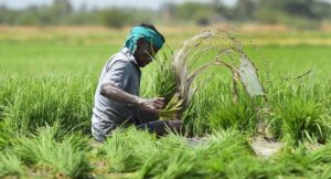 फैसला : किसानों को जमीन की बढ़े सर्किल रेट से चार गुना मिलेगी कीमत