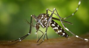 इस साल डेंगू बुखार के मामले सारेे रिकॉर्ड तोड़ सकते है, ​विश्व स्वास्थ्य संगठन ने दी चेतावनी