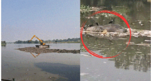 छठ पूजा से पहले ऐसी लापरवाही… गोमती से निकालकर गोमती में ही सिल्ट डाल रही है जेसीबी, नदी में उतरा रही है मरी हुई भैंस