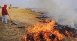 20 जिलों में पराली जलाने पर लगा अंकुश, नहीं मानें तो लगेगा जुर्माना