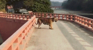 पीटीआर प्रकरण : जंगल सफारी के दौरान बाघ को घेरने में रेंजर, फॉरेस्टर और फॉरेस्ट गार्ड हटाए